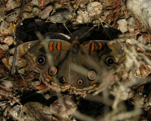 Dark Buckeye photo 4
