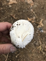 Amanita smithiana
