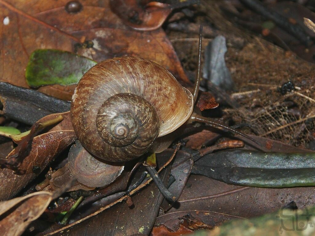 Cyclophorus