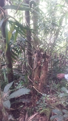 Dypsis vonitrandambo