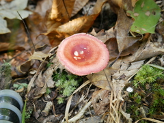 Russula subemetica