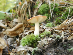 Russula subemetica