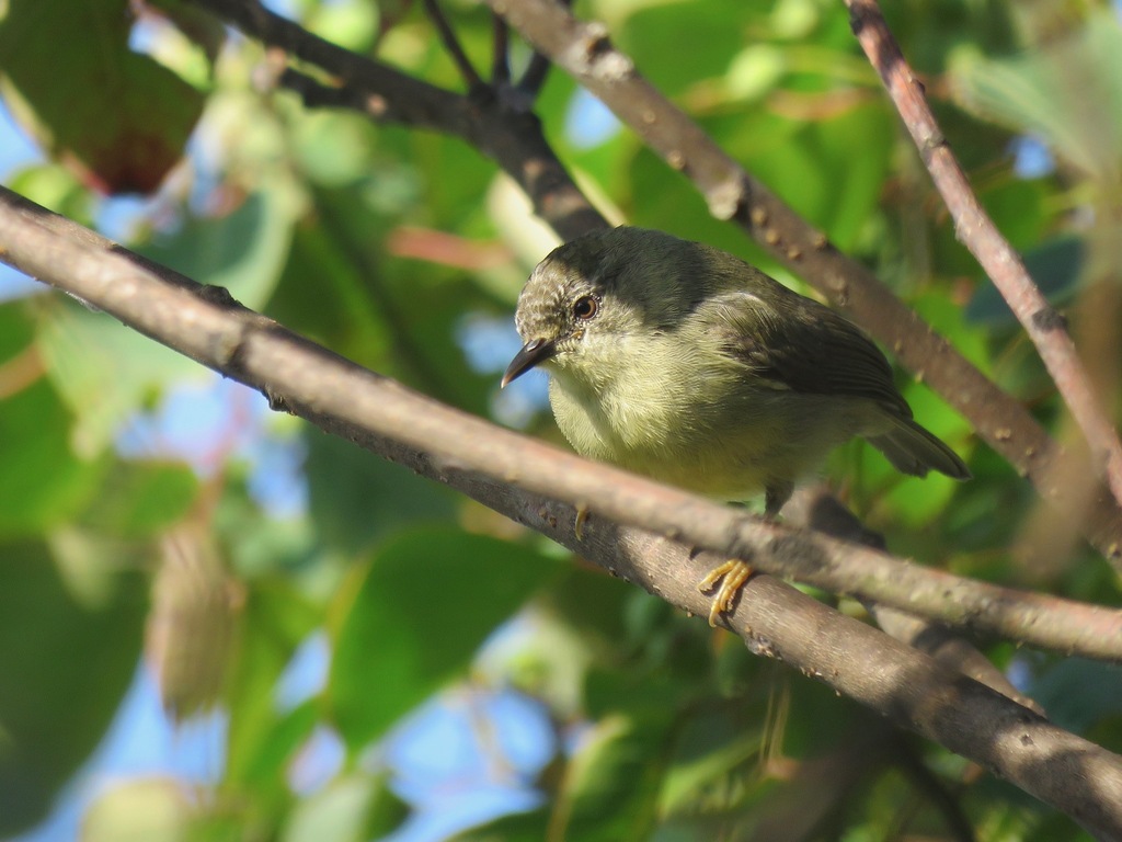 Pygmy Heleia