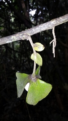 Diospyros gracilipes