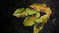 Trichopus sempervirens