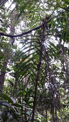 Dypsis fasciculata