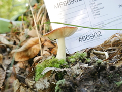Russula subemetica