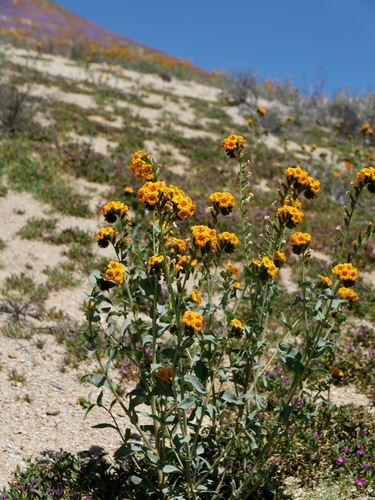 Green fiddleneck (Amsinckia vernicosa)