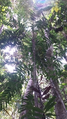 Dypsis confusa