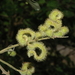 Mimosa sotoi - Photo (c) vicsteinmann, μερικά δικαιώματα διατηρούνται (CC BY-NC)