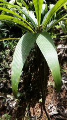 Dypsis mocquerysiana