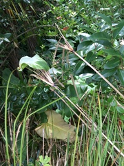 Cyperus ustulatus
