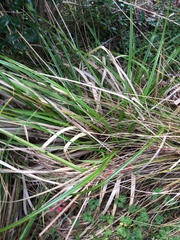 Cyperus ustulatus