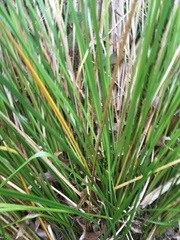 Cyperus ustulatus
