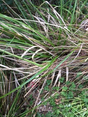 Cyperus ustulatus