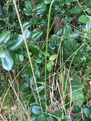 Metrosideros excelsa