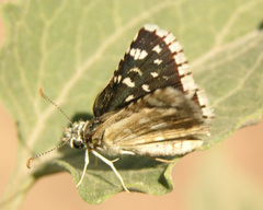 Pyrgus scriptura