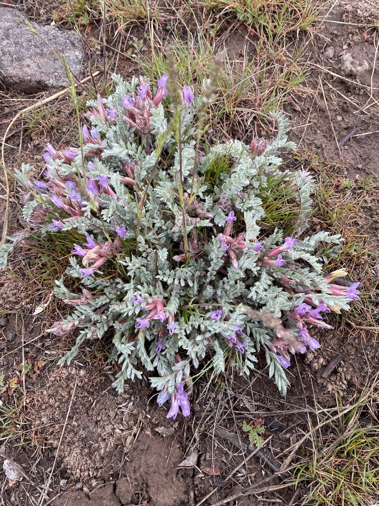 woollypod milkvetch