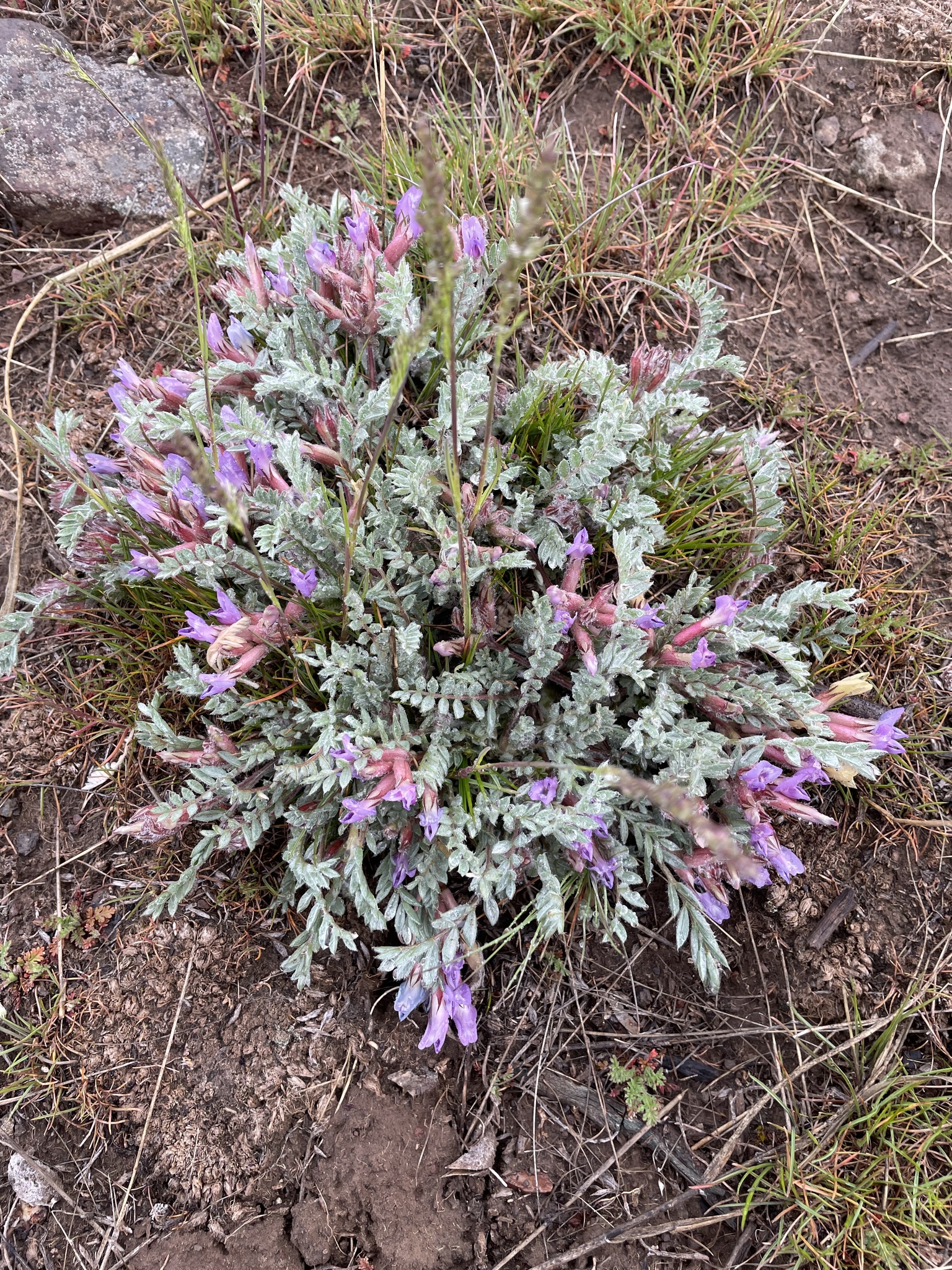 Astragalus purshii