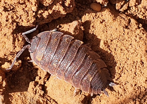 Porcellio deganiensis