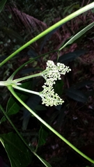 Melicope magnifolia image