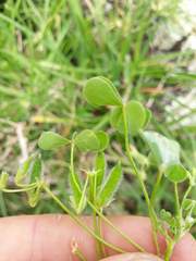 Oxalis thompsoniae