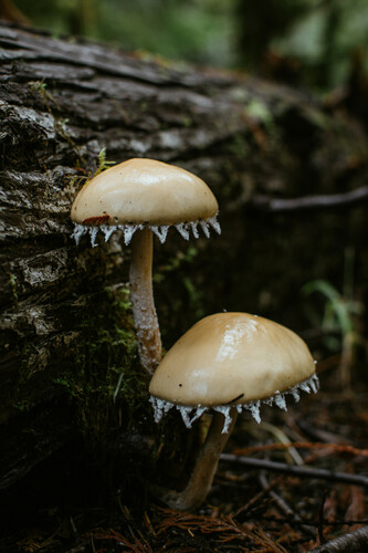 Questionable Stropharia