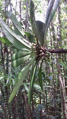 Oncostemum macrostachyum