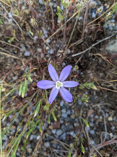 Image of Brodiaea nana by (c) Kayla Sweeten, some rights reserved (CC BY)