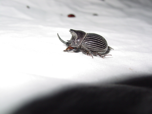 Copris arizonensis photo 3