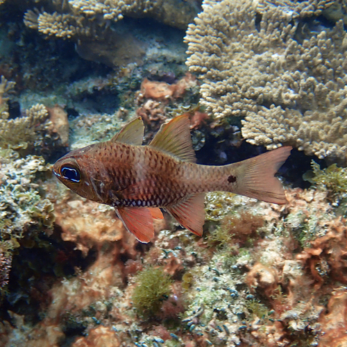 Norfolk cardinalfish