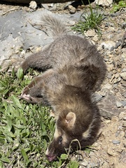 Bornean Ferret-Badger photo 5