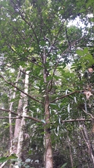 Clusiaceae
