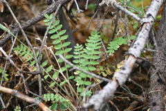Polemonium pulcherrimum delicatum