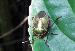 Rhyssocephala splendens