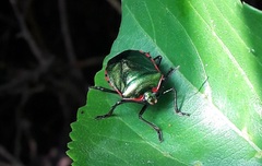 Rhyssocephala splendens