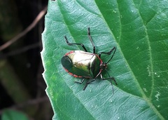 Rhyssocephala splendens