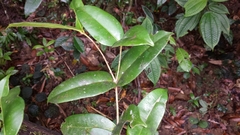 Clusiaceae
