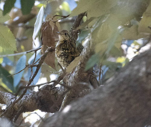 Scaly Thrush (Zoothera dauma), photo 8