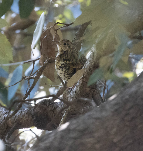 Scaly Thrush (Zoothera dauma), photo 9