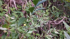 Symphonia urophylla