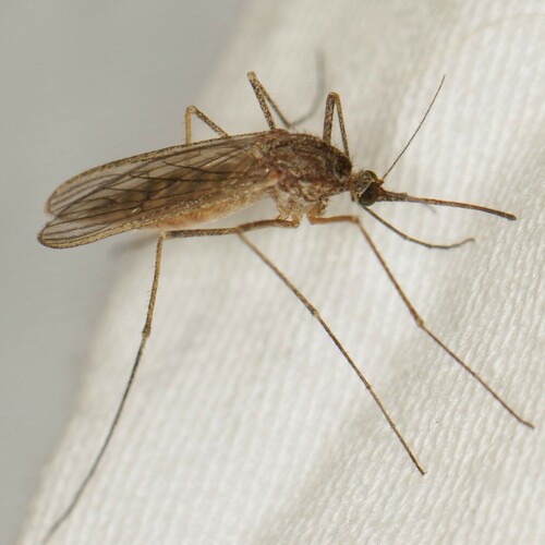 Winter Marsh Mosquito photo 3