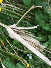 Cyperus ustulatus