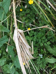 Cyperus ustulatus