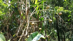 Clusiaceae