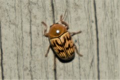 Cryptocephalus fulguratus