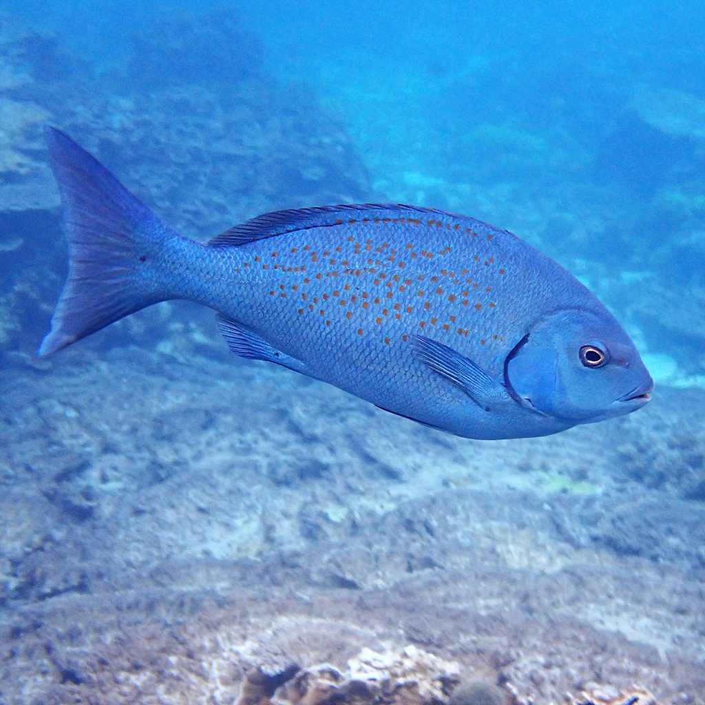 Blue Drummer from Emily Bay, Kingston 2899, Norfolk Island on April 24, 2023 at 0746 AM by