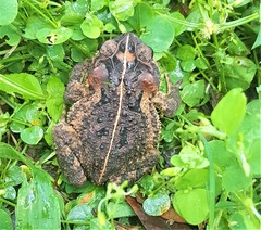 Incilius porteri