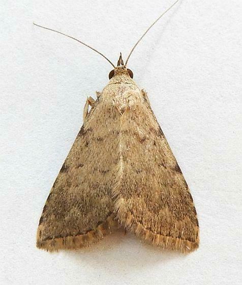 Arugisa punctalis