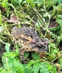 Incilius porteri
